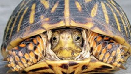 Schildpad in schild terug getrokken