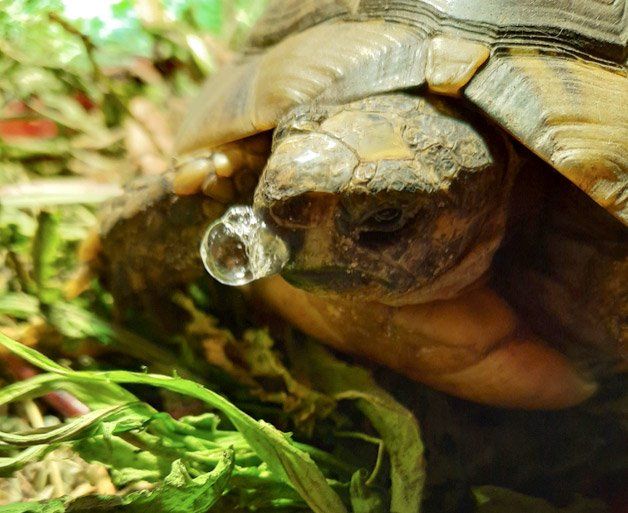 Snotterende schildpad