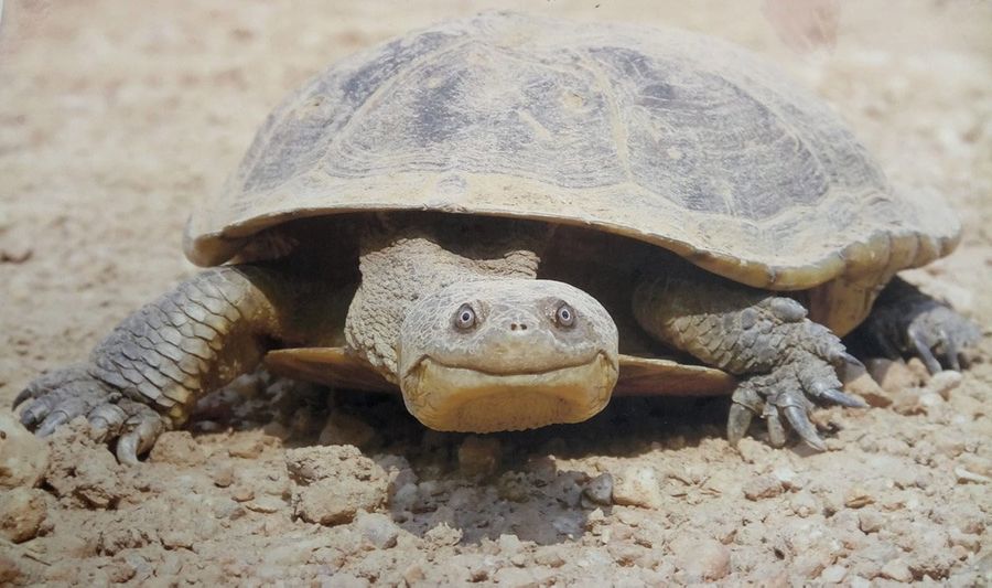 Schildpad uit winterslaap