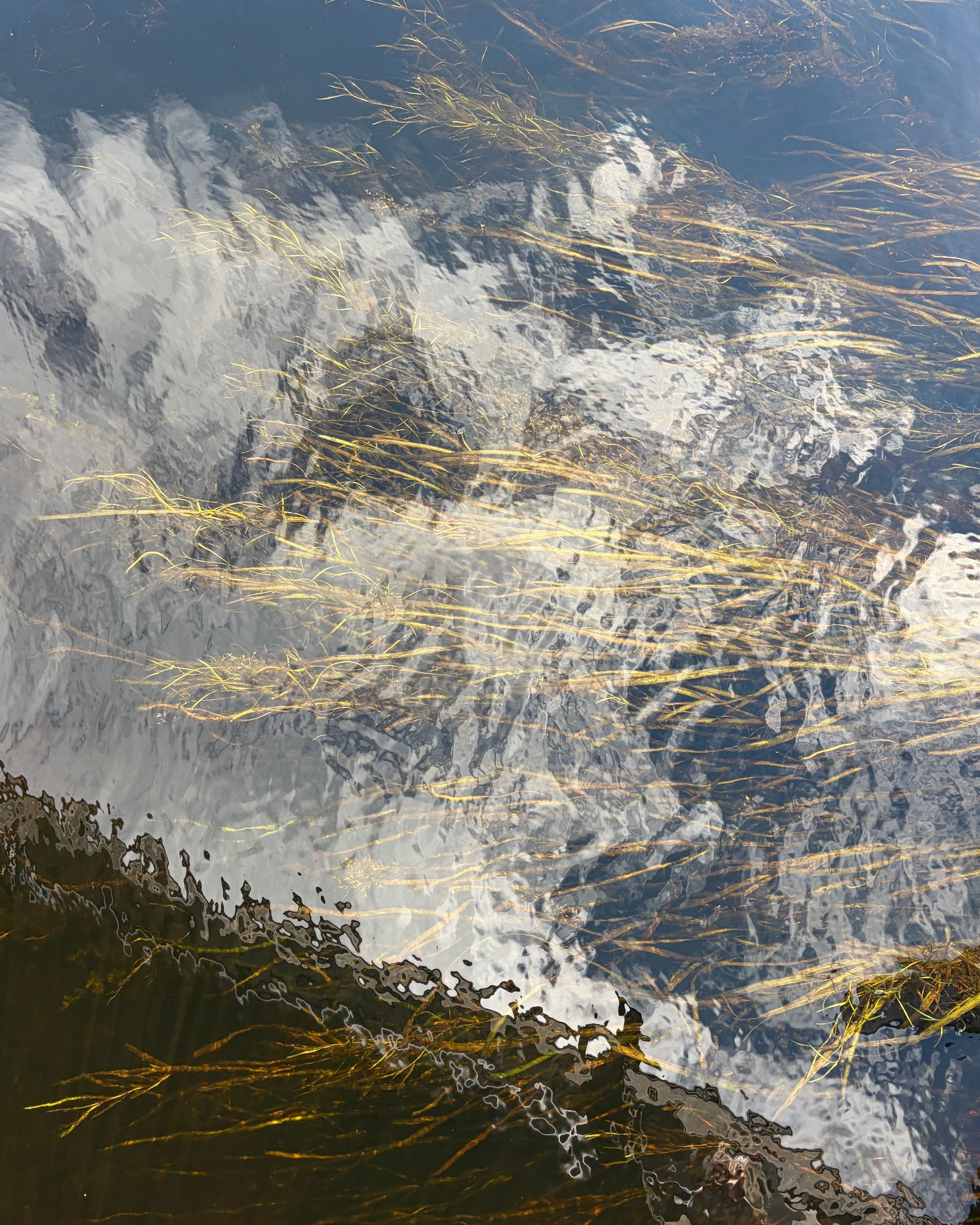 Dark blue water with concentric ripples spreading from a small disturbance near the shore