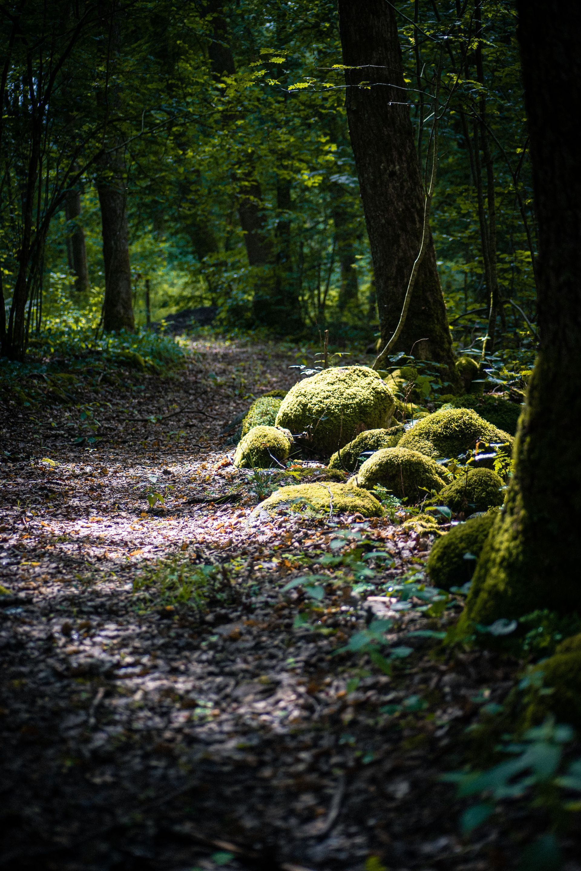 Sunlit forest path with moss-covered rocks and tall trees in a dark woodland