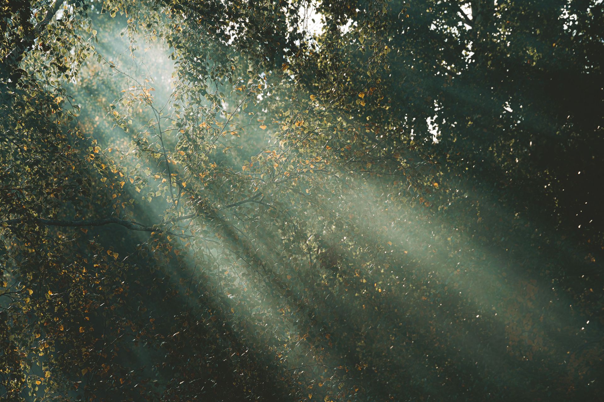Morning light through trees, EMDR intensive therapy in Fayetteville NY