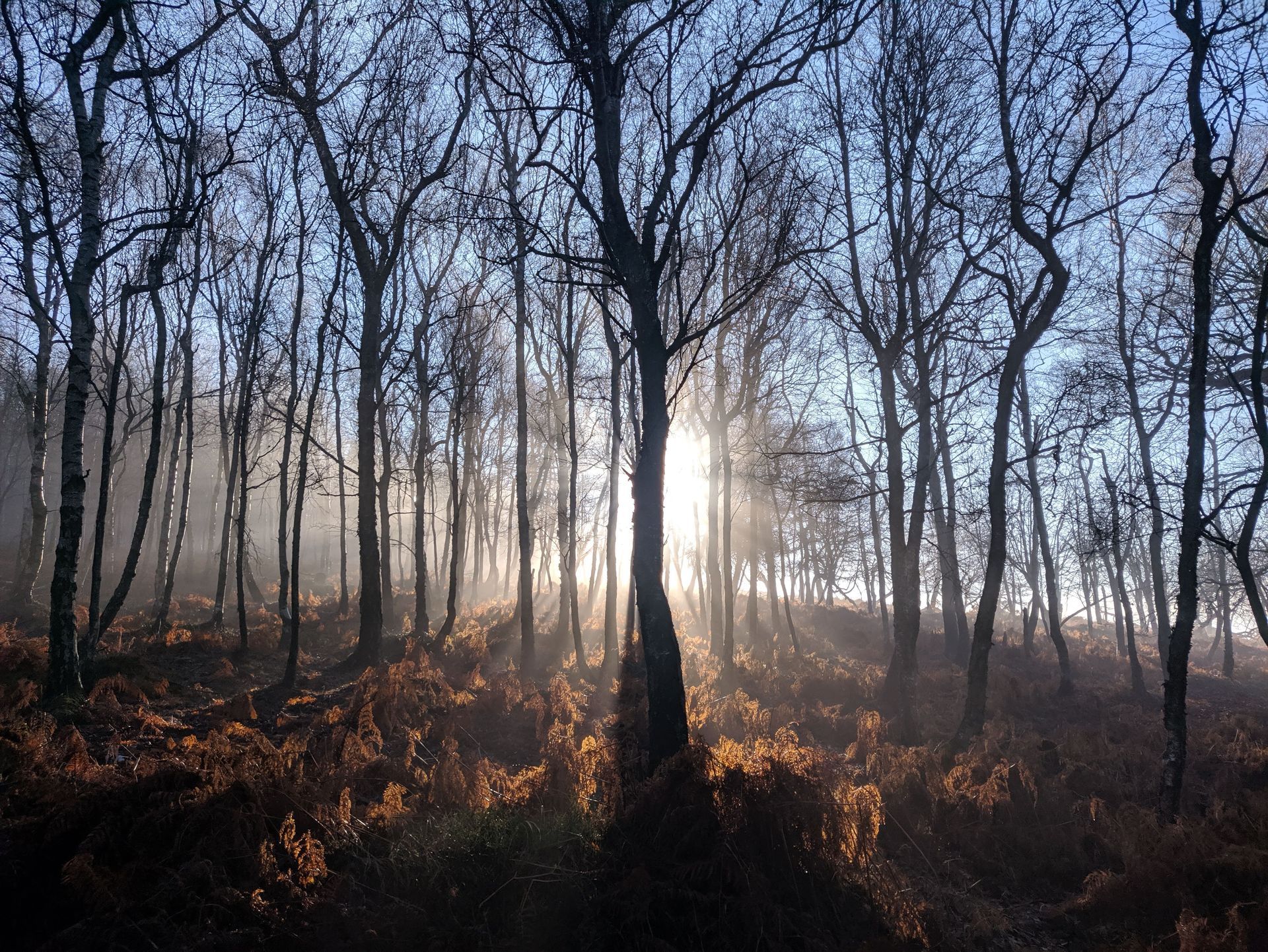 sun shining among trees; feeling alone among many