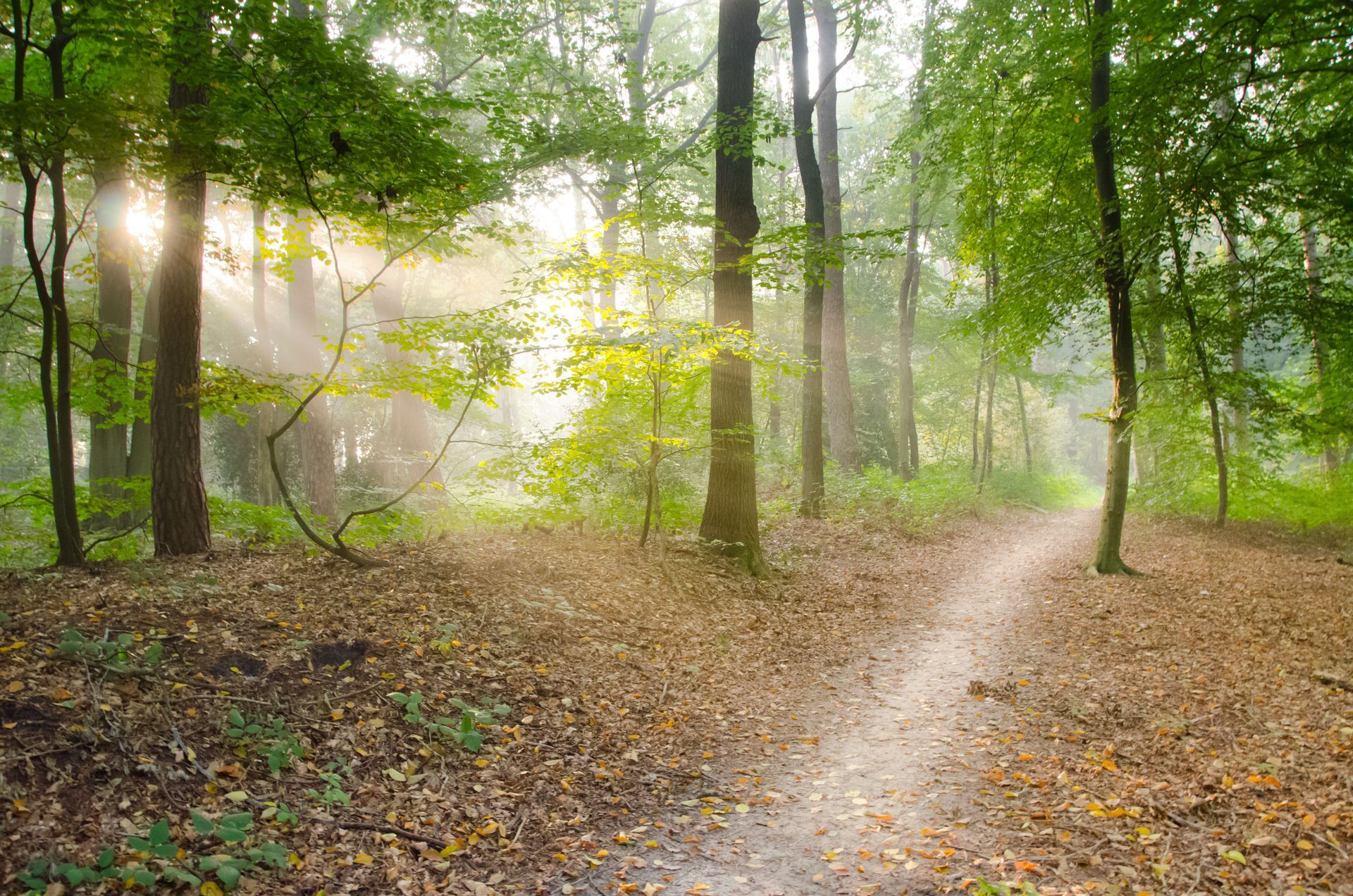 A quiet woodland path, three-hour EMDR intensive format