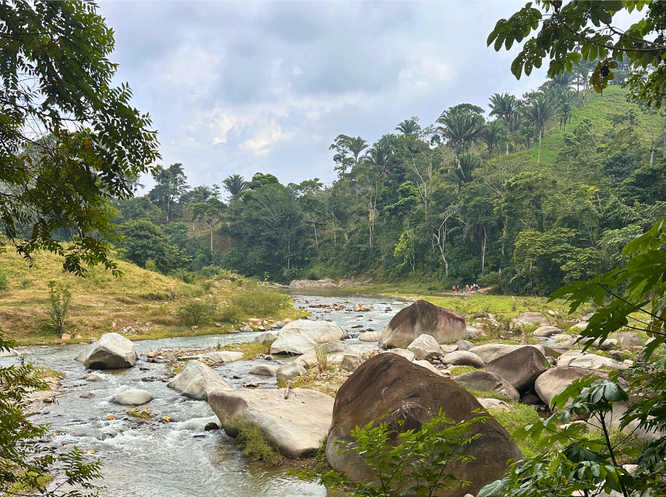 A river running through a lush green forest with rocks in the foreground.