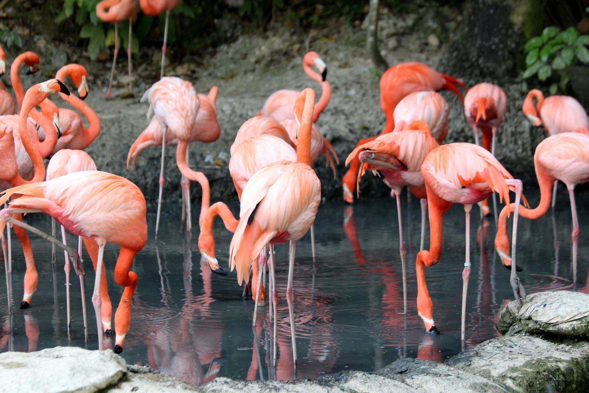Flamengos en Chuburná
