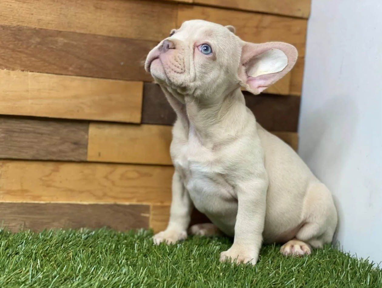 Bulldog Frances en Chicago