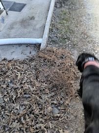 Hand holding a black glove over dry leaves beside a concrete walkway and white drain pipe