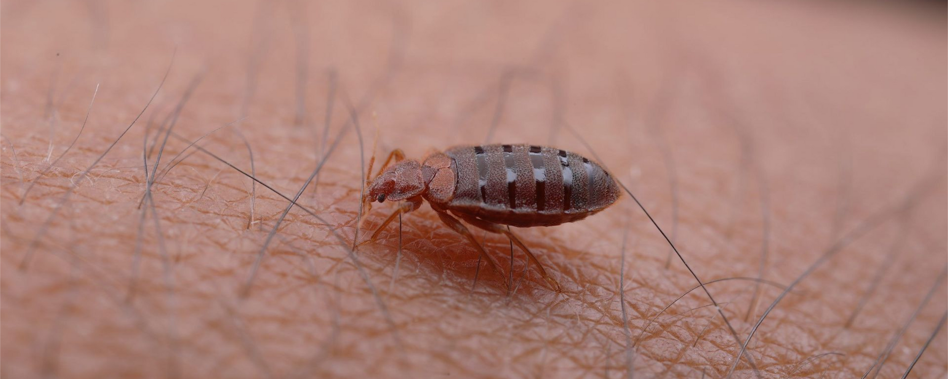 bedwantsbestrijding in Limburg door Killbugs