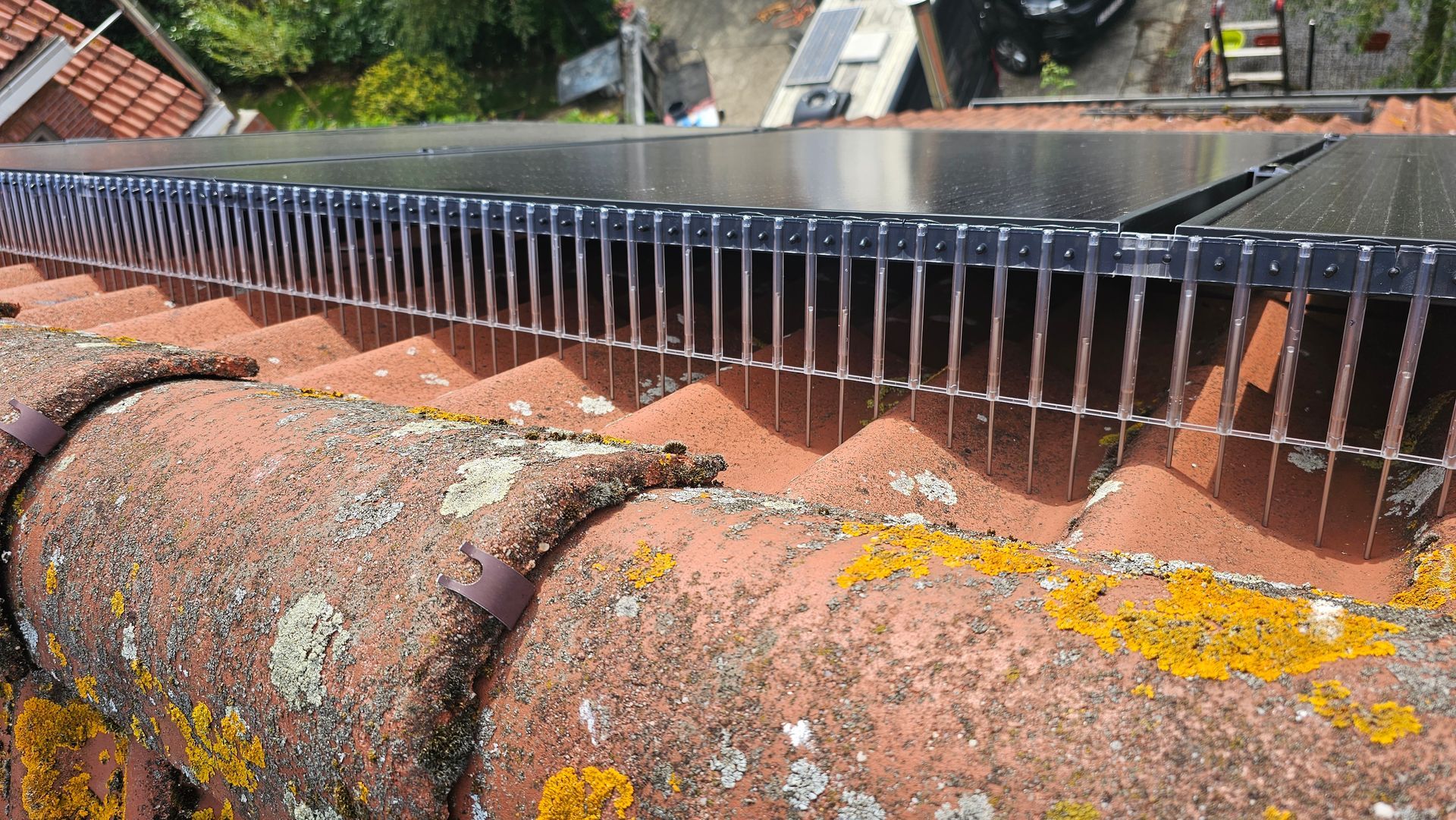 duiven onder zonnepanelen in Limburg