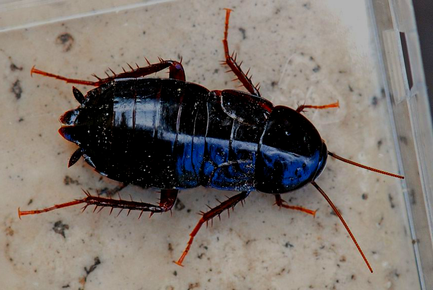 Oosters-kakkerlakken bestrijden door Killbugs
