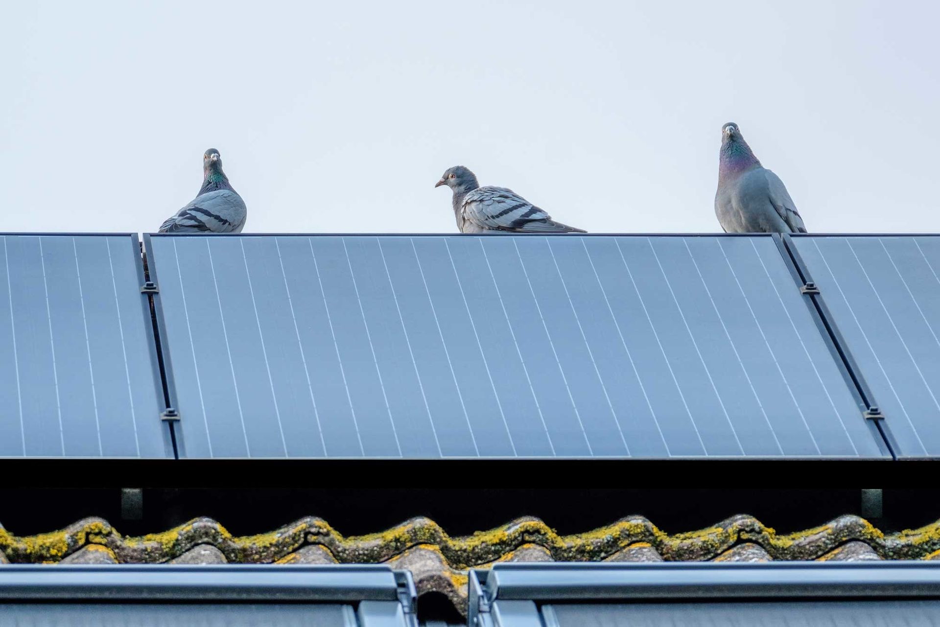 duiven of kauwen onder de zonnepanelen?