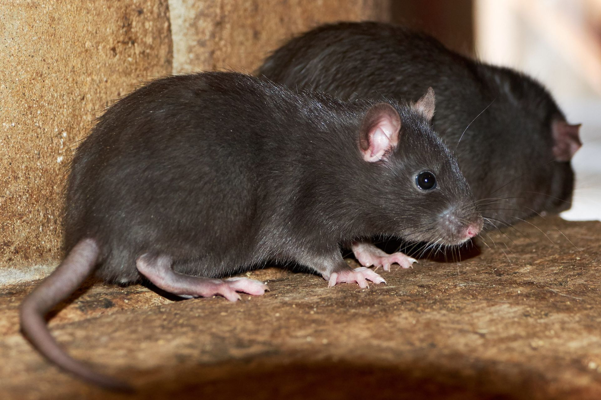zwarte ratten bestrijden op zolder in Limburg door killbugs
