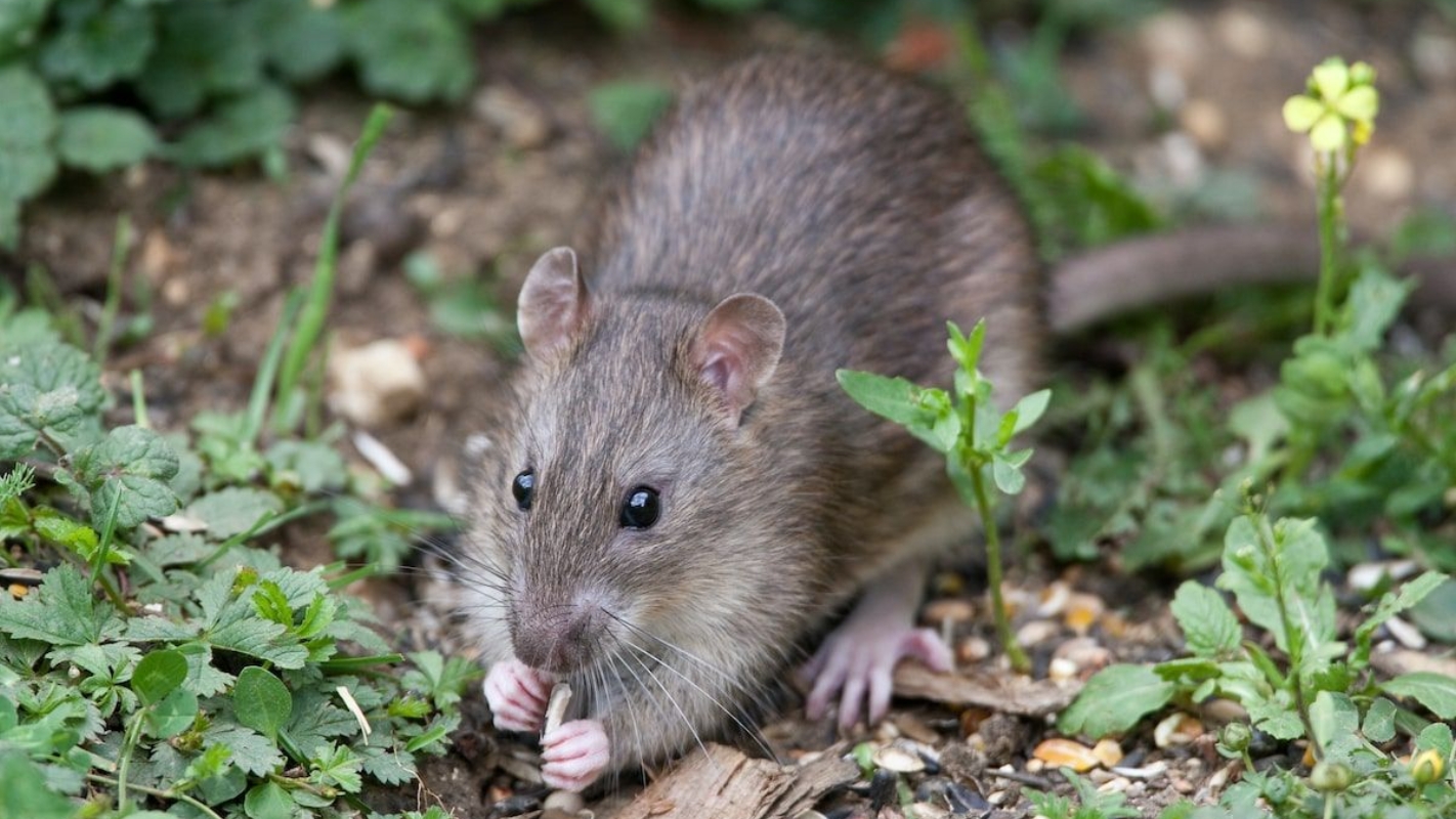 bruine rat herkennen