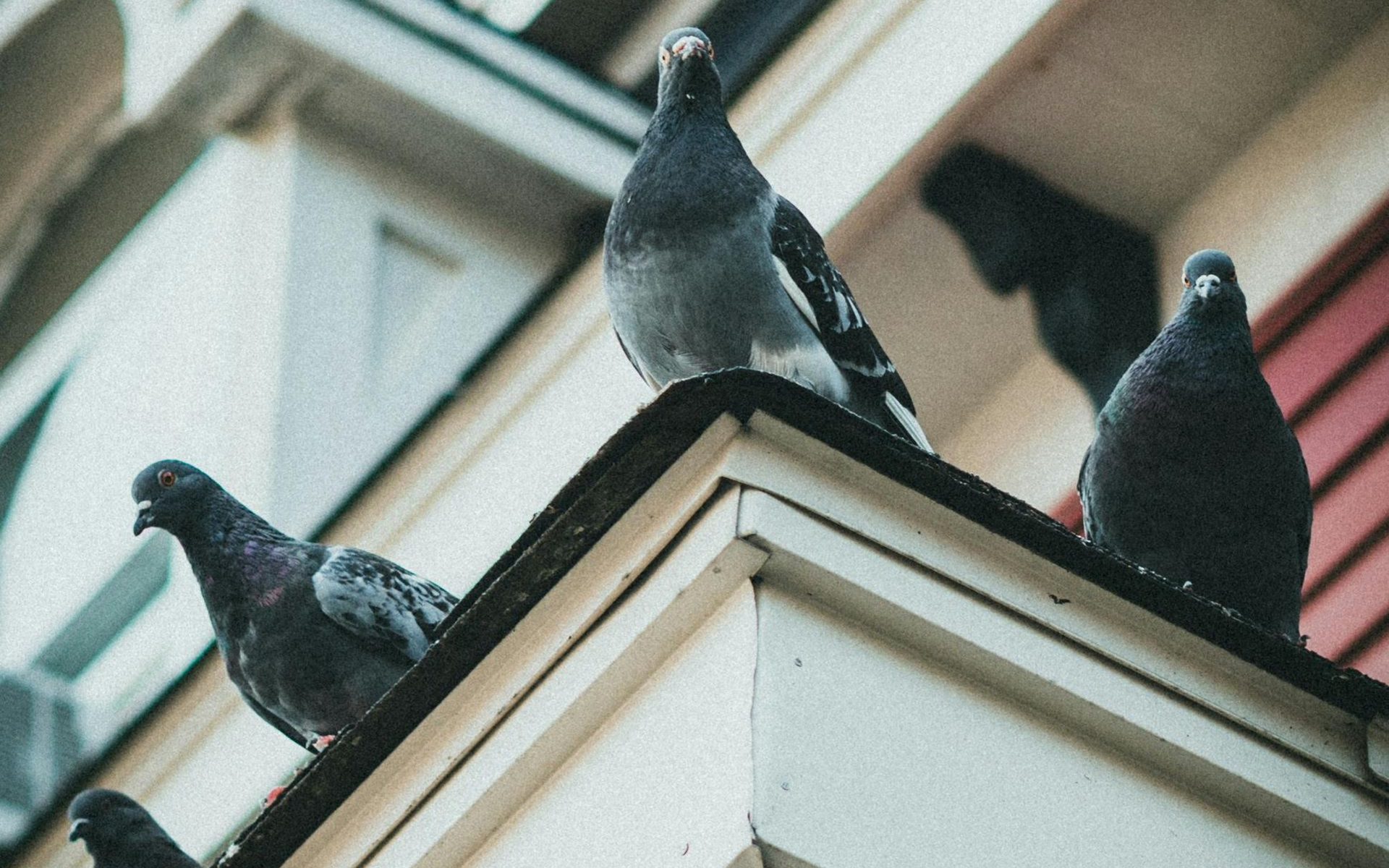duiven op dakrand in Vlaams-Brabant