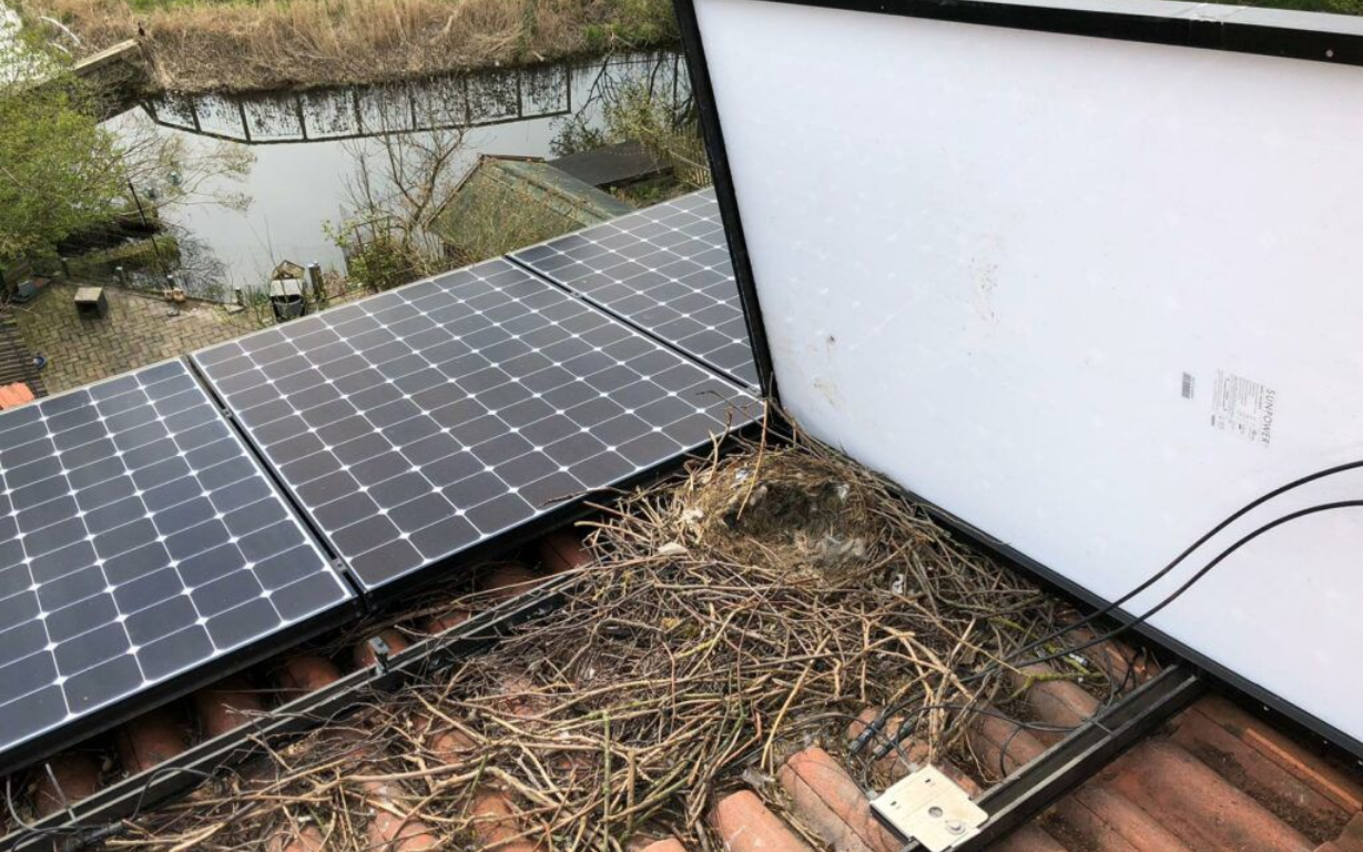 duivennesten onder zonnepanelen zorgen voor problemen