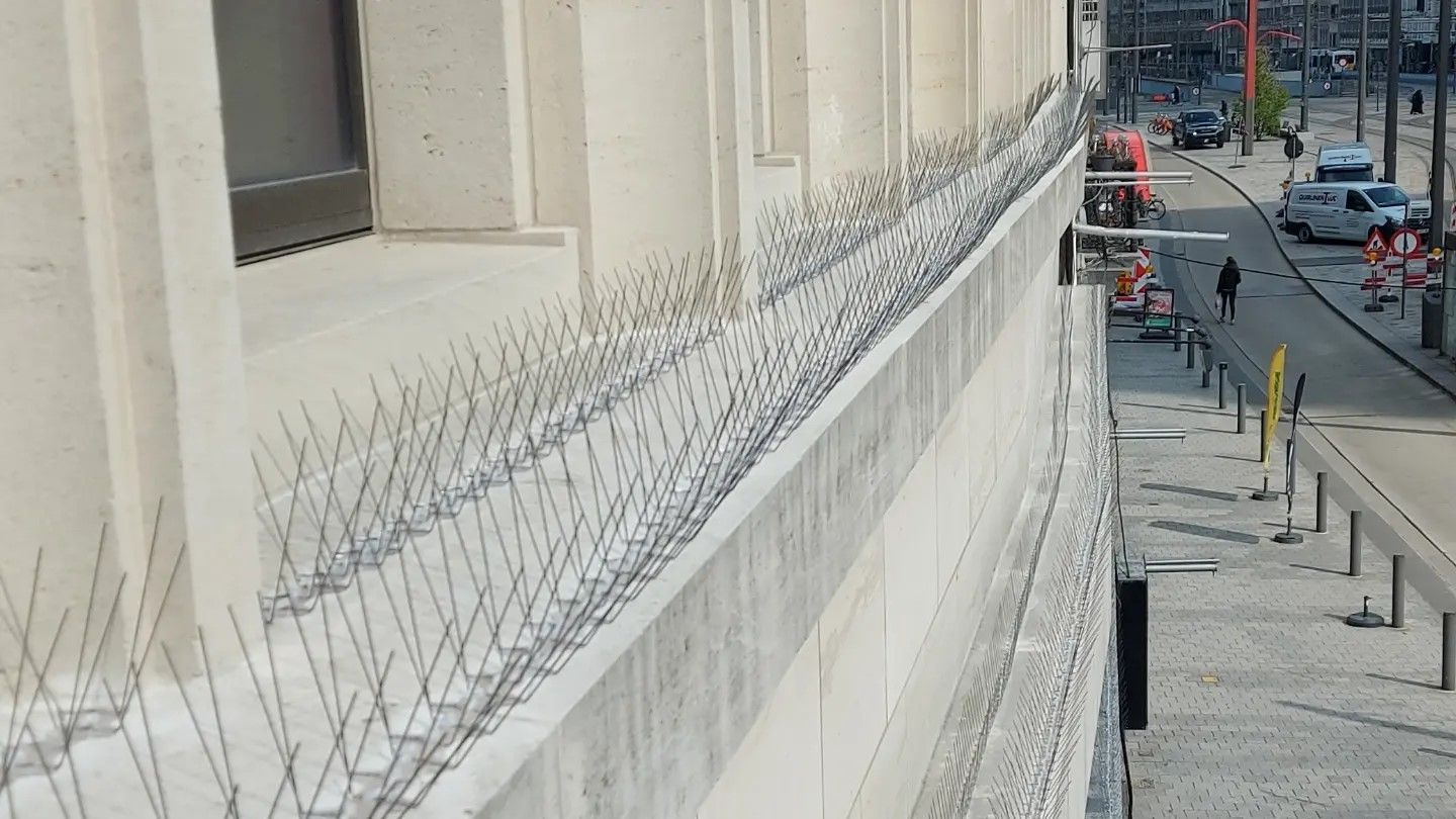 vogelpinnen geplaatst op richel van gebouw