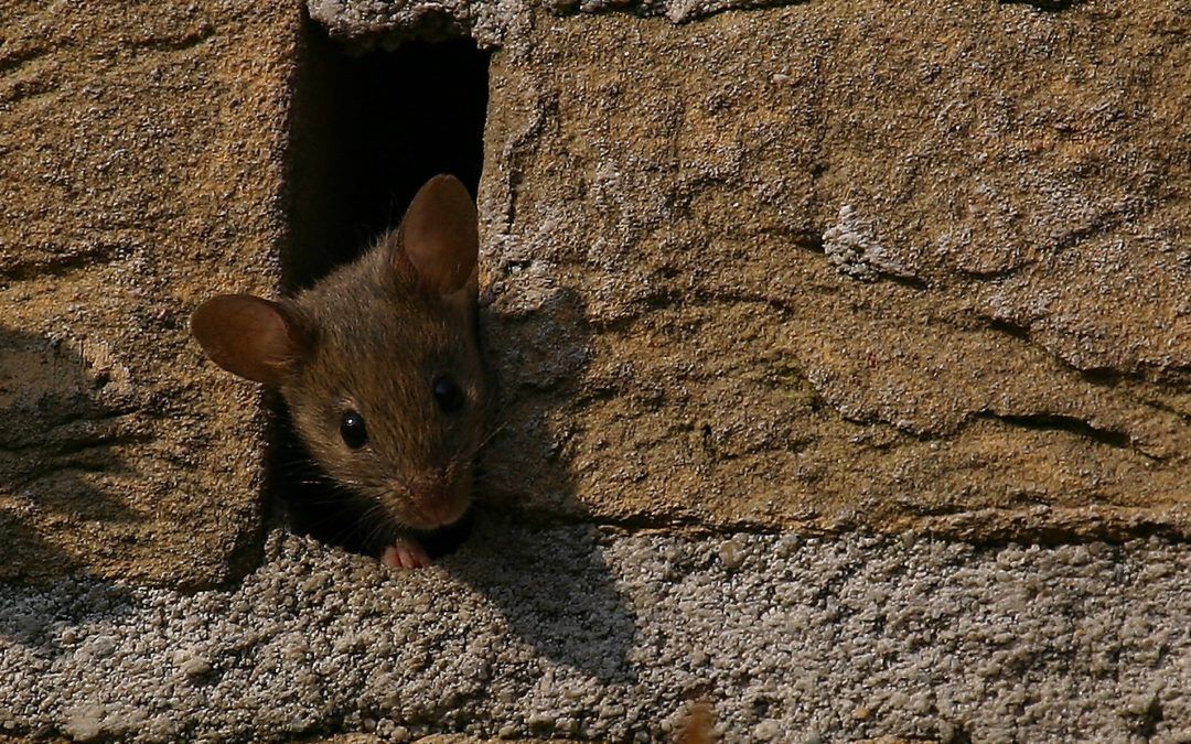 Muizen in de spouwmuur bestrijden in Limburg door killbugs