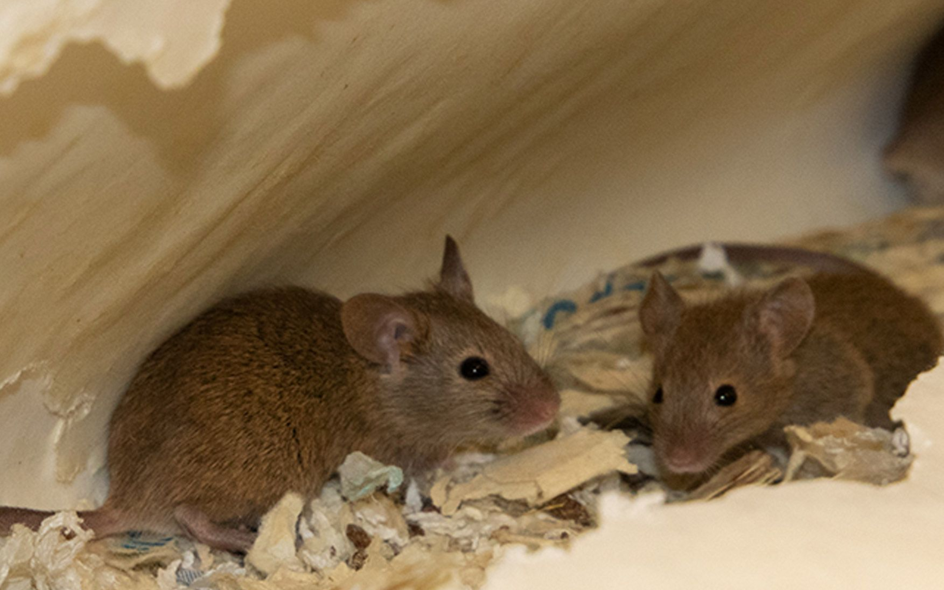 muizen in de spouwmuur bestrijden