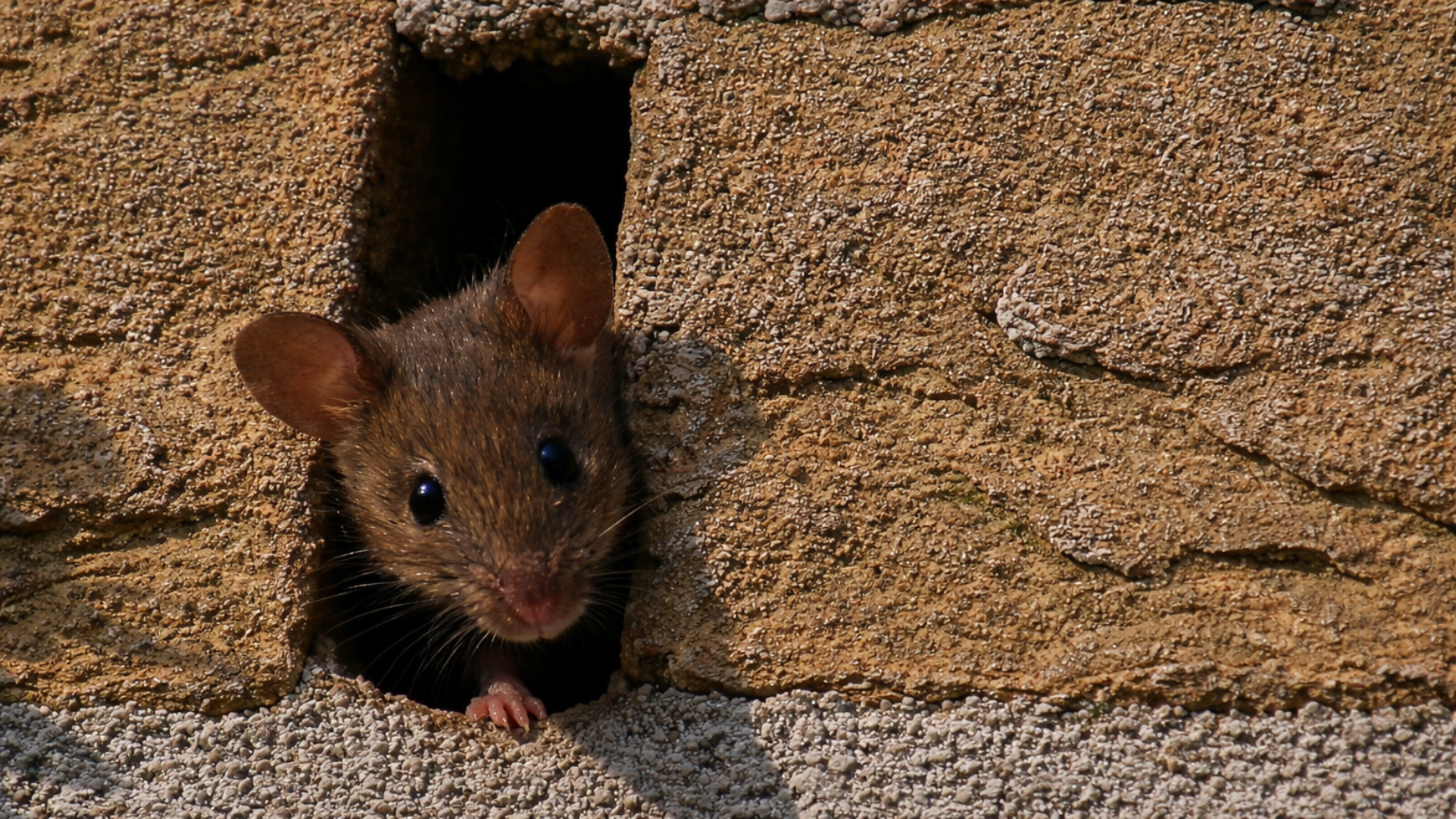 muizen in de spouwmuur bestrijden door Killbugs
