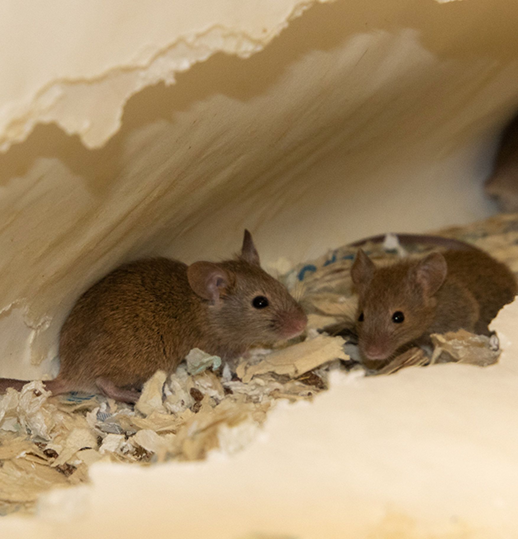 Muizen in het plafond bestrijden in Limburg door Killbugs