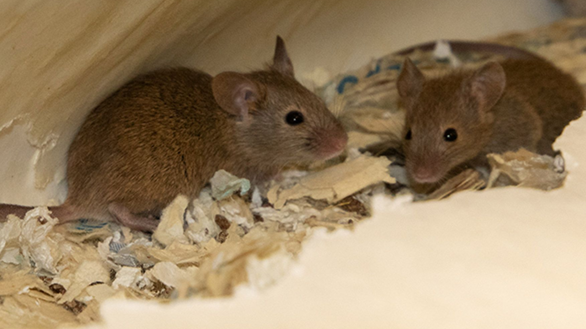 muizen in het plafond bestrijden in Limburg door Killbugs