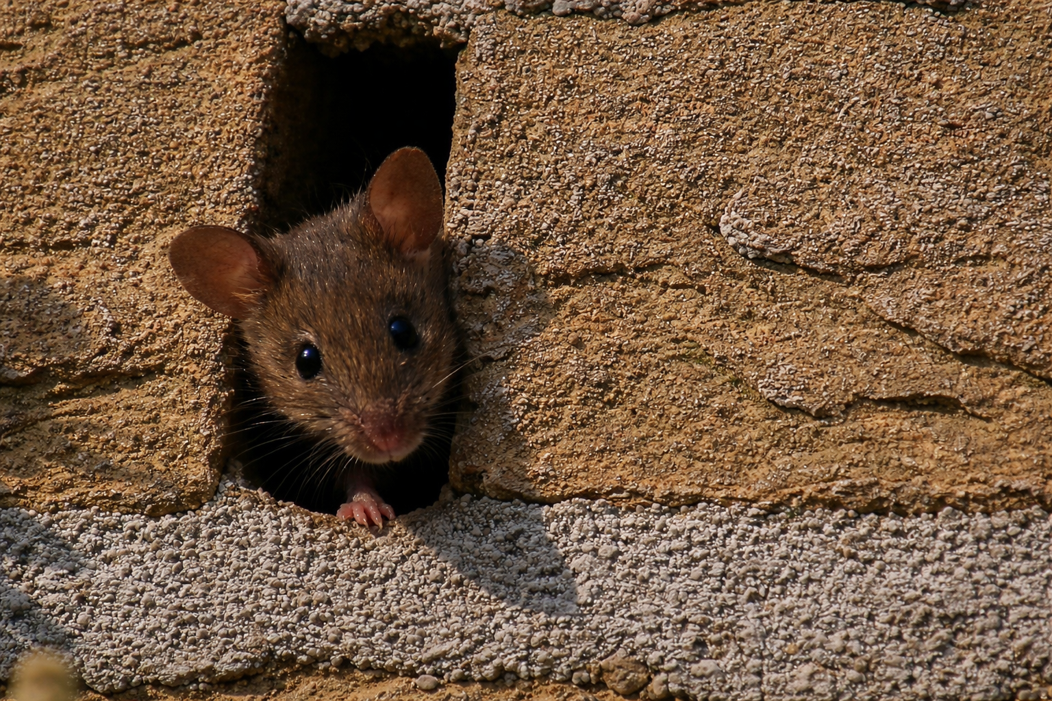muizenbestrijding in de spouwmuur in Limburg door Killbugs