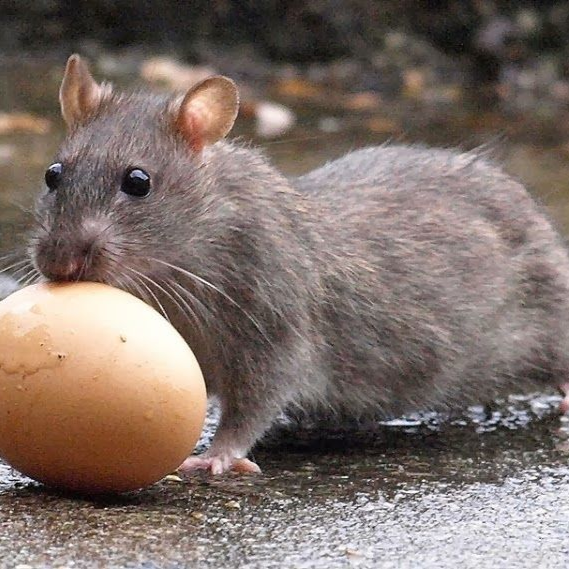 Bruine-rat-bij-kippen bestrijden in limburg door killbugs
