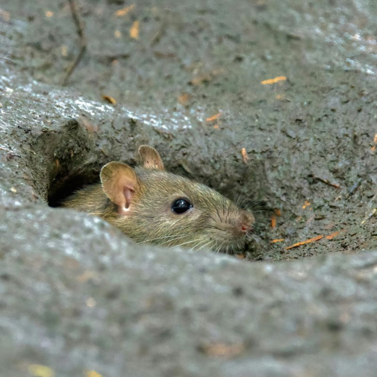 ratten bestrijden bij kippen in Hasselt door killbugs
