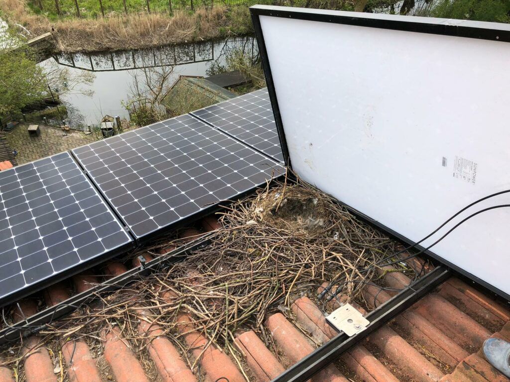 Vogelweringen plaatsen op zonnepanelen in Antwerpen door killbugs