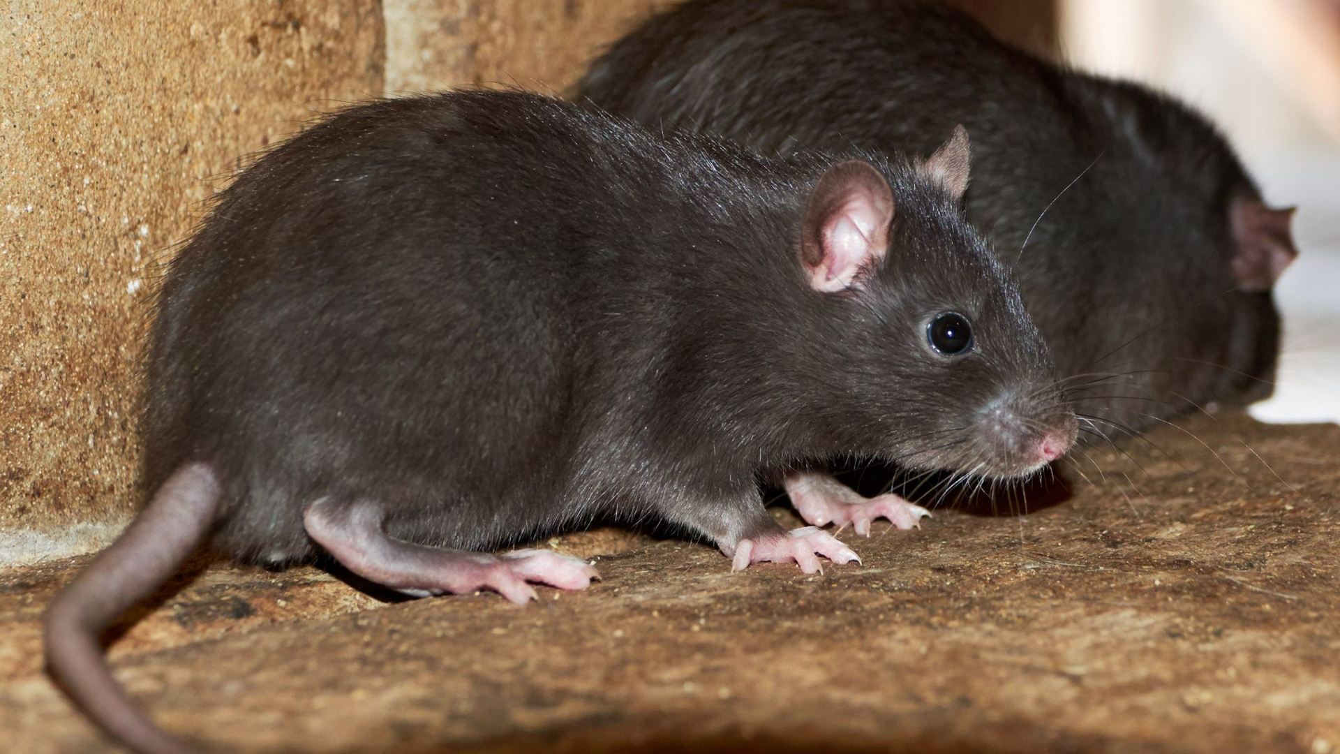 zwarte ratten herkennen