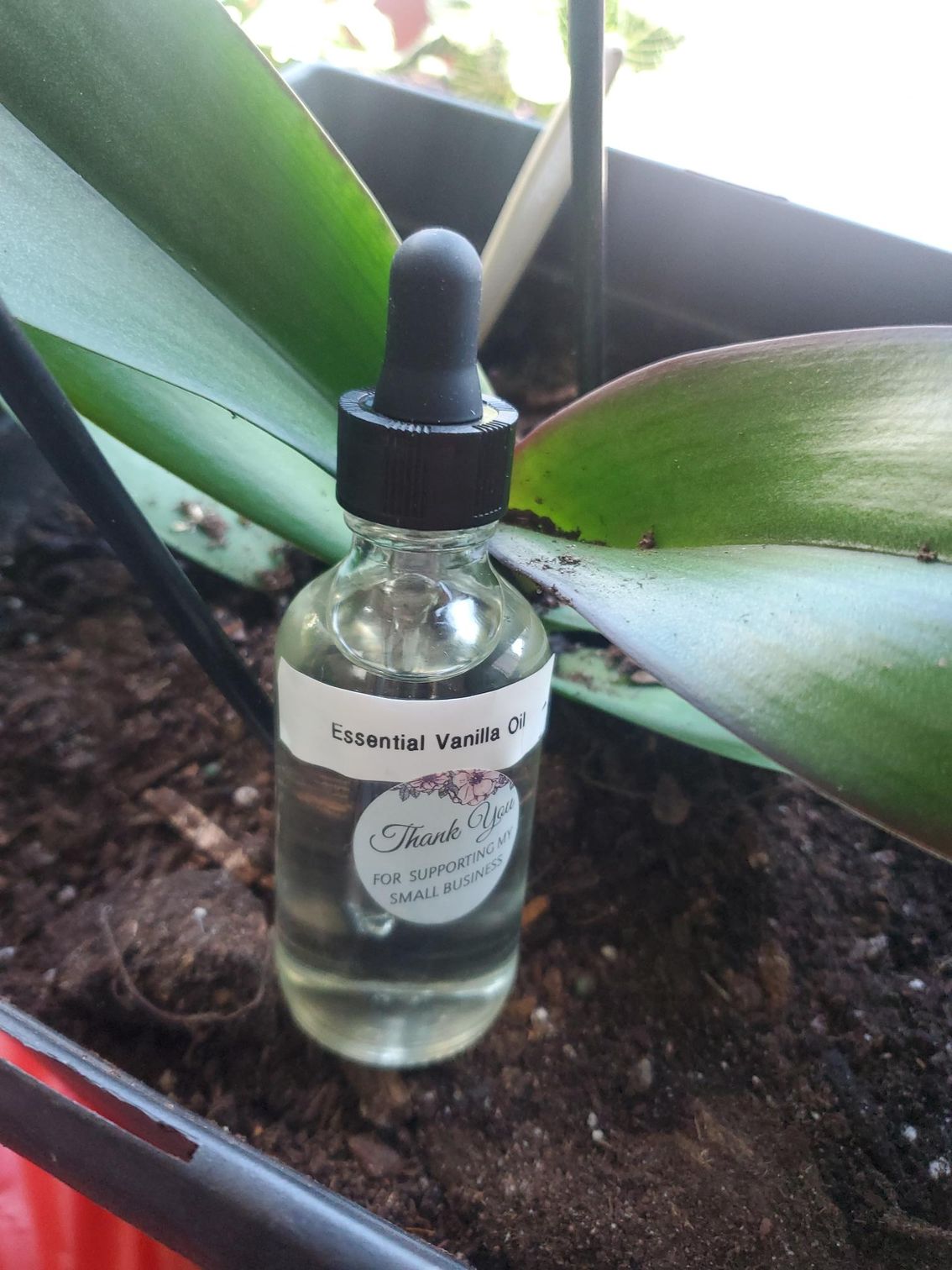 Vanilla essential oil