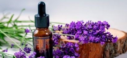 Lavender (Lavandula angustifolia)