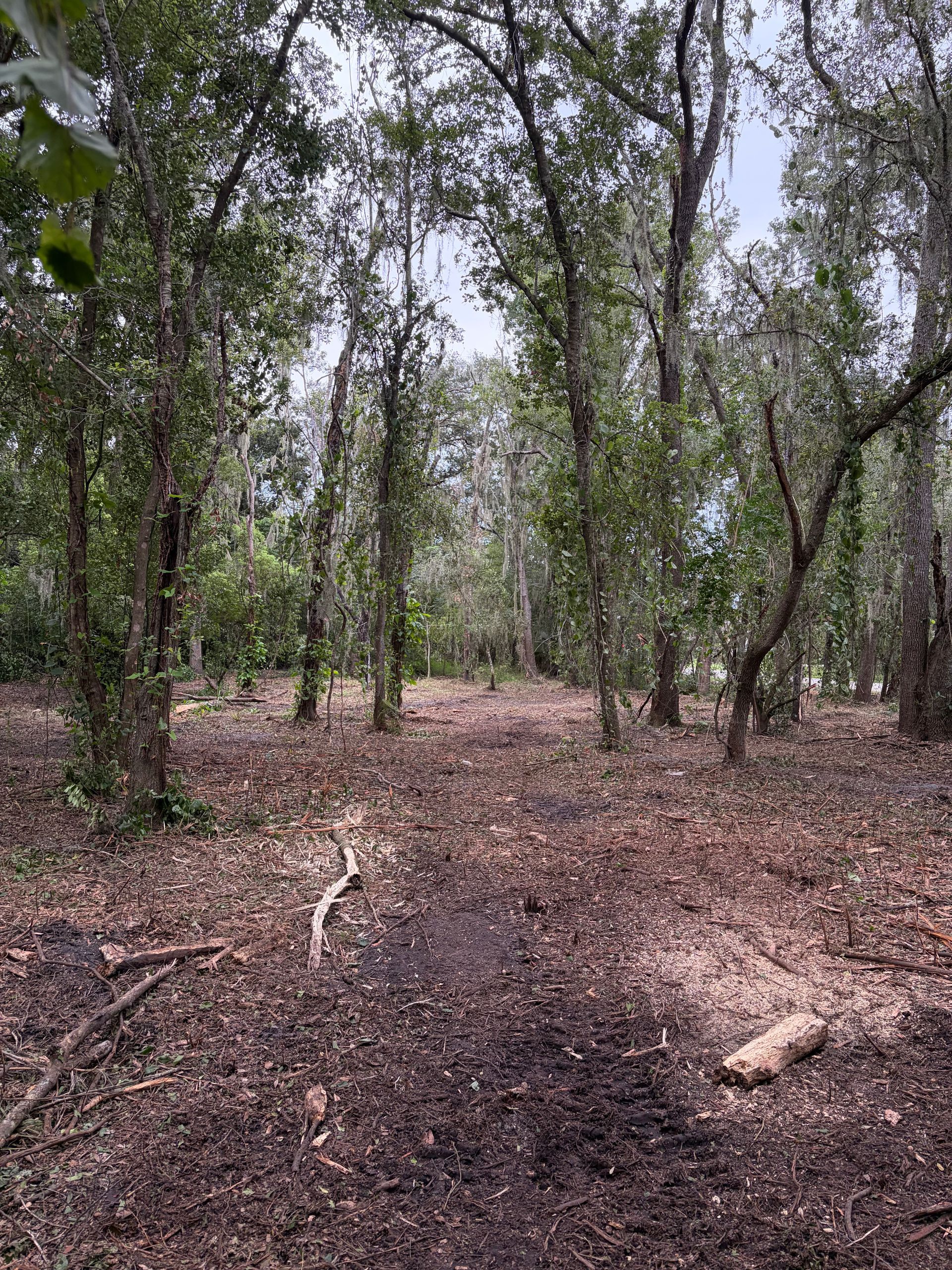 Dense green woodland with tangled trees and a grassy clearing in the foreground