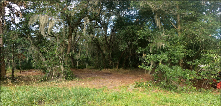 Dense green woodland with tangled trees and a grassy clearing in the foreground