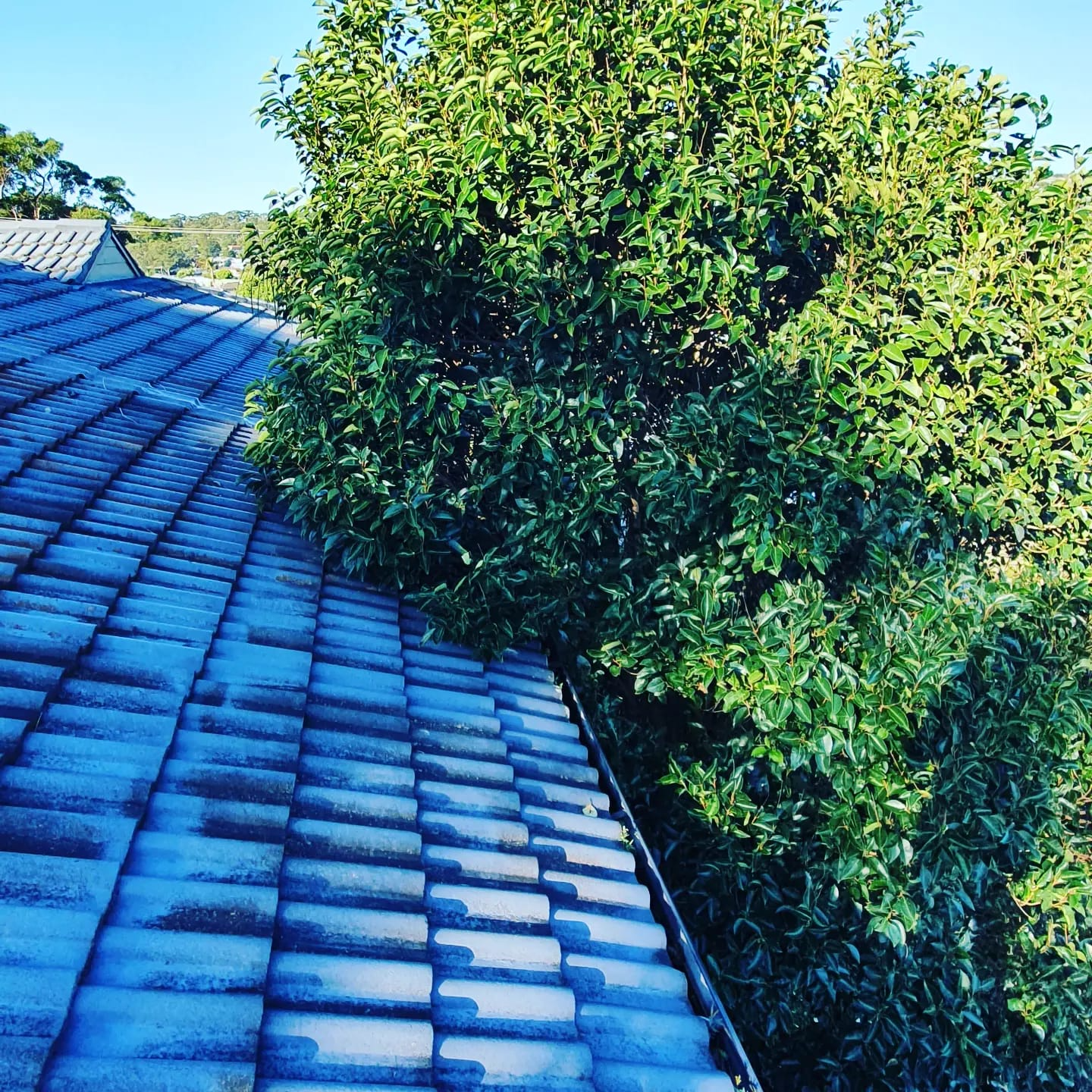 Blue tiled roof beside dense green trees under bright sunlight