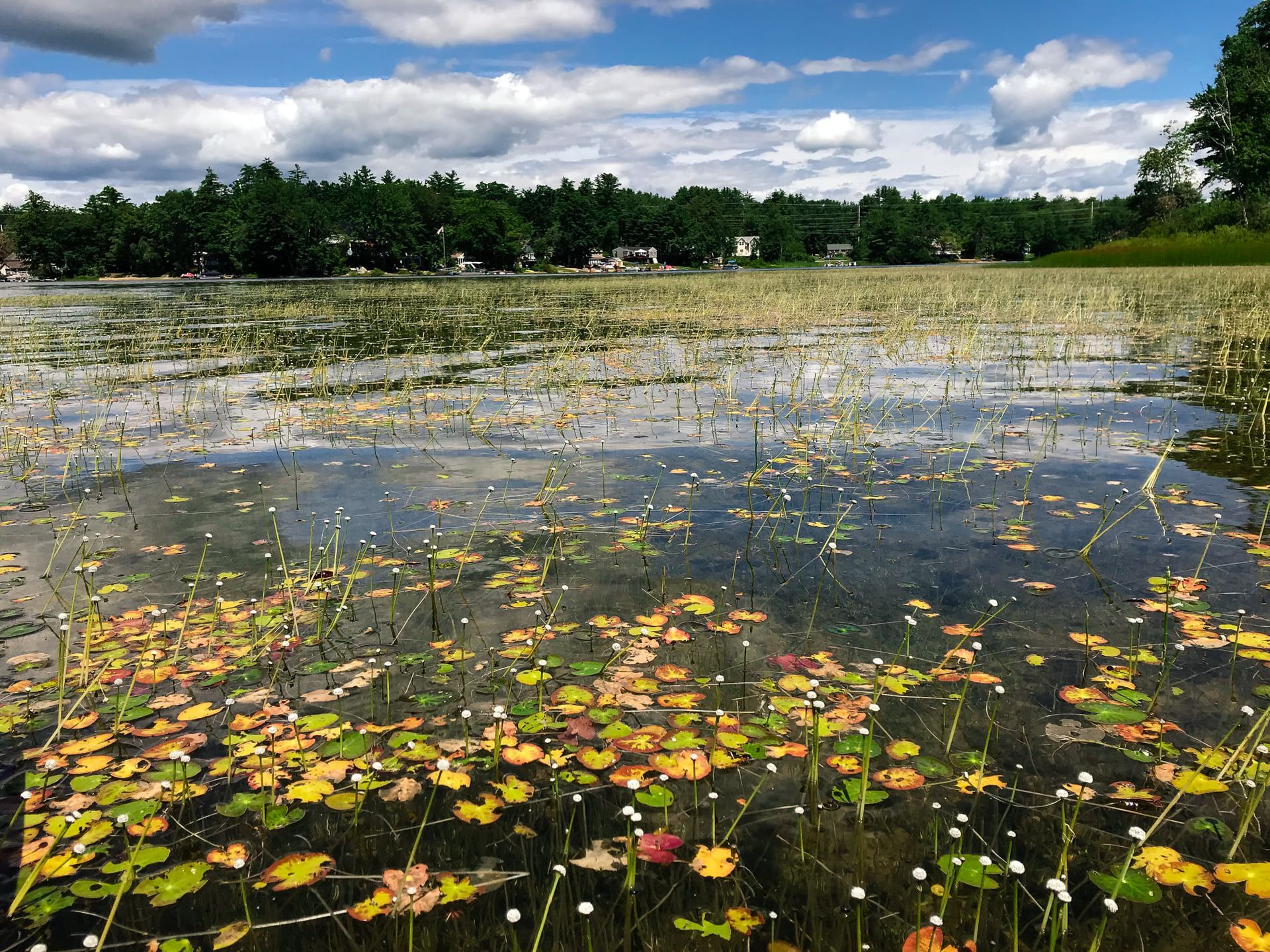 Wetland pond with floating lily pads and yellow flowers under a partly cloudy sky