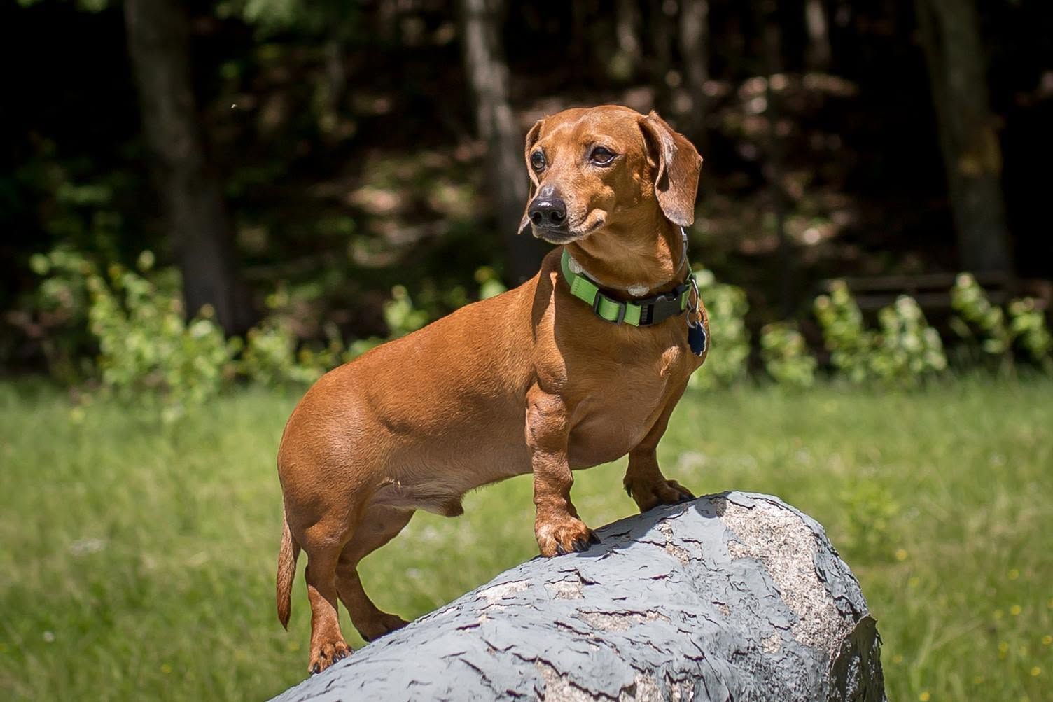 Brown dachshund standing on a log in a sunny forest clearing