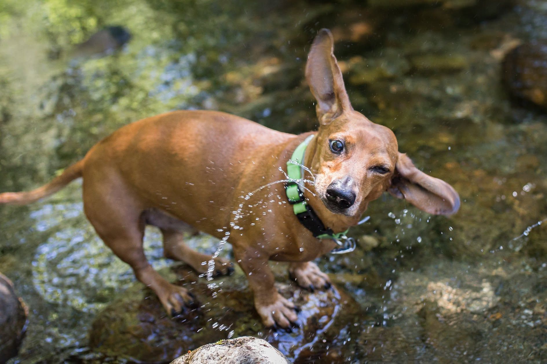 Brown dachshund splashing in a shallow creek, wearing a green collar.