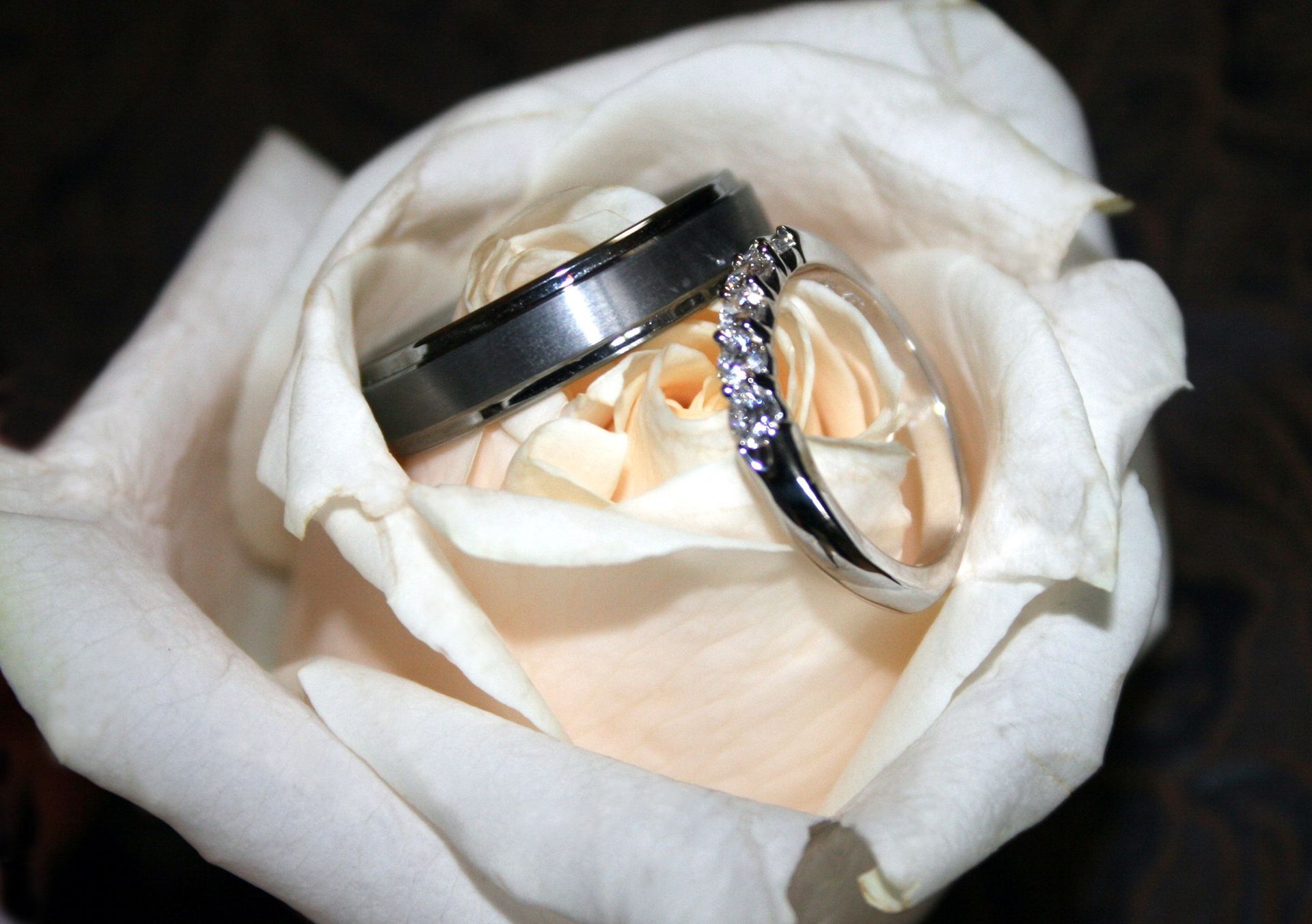 Two silver wedding rings resting on a white rose blossom