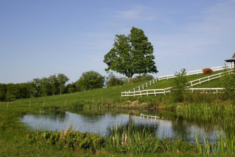 Grassy pond with trees and a white fence under a clear blue sky