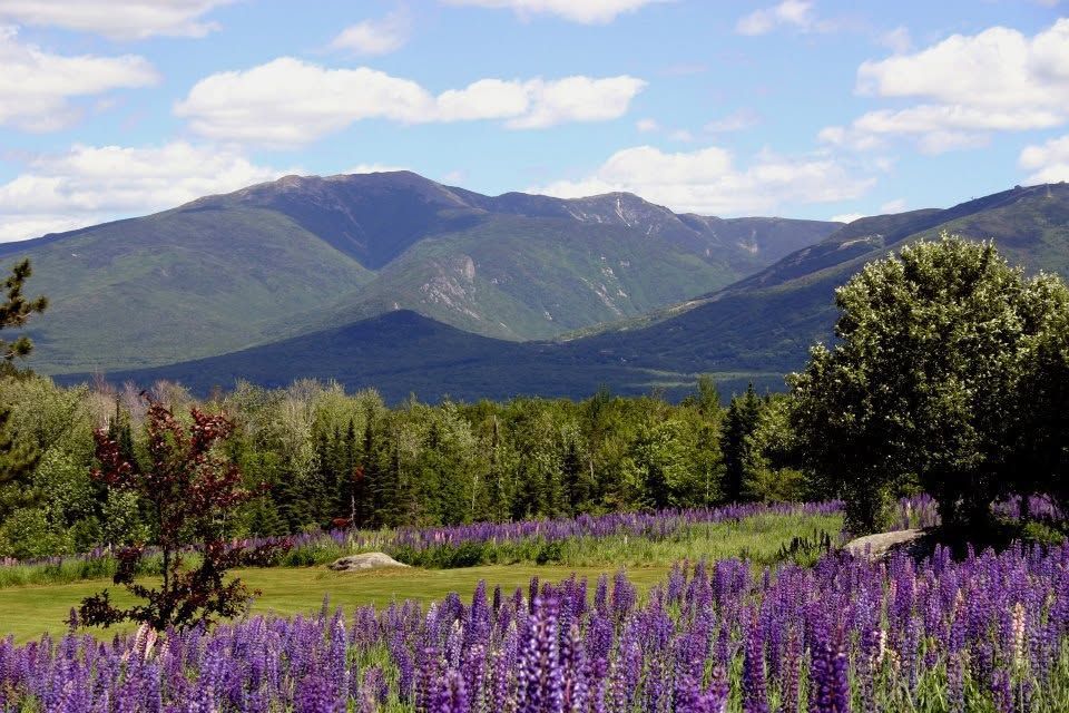 Purple wildflowers in a meadow with green mountains and a blue sky in the background
