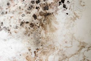 A close-up view of a white wall damaged by water stains and dark patches of mold growth.