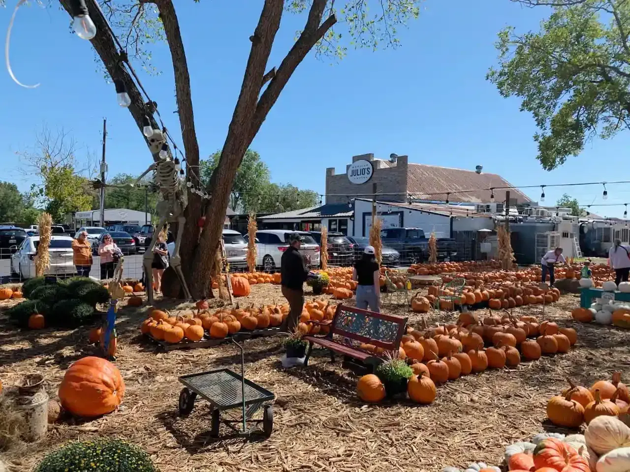 Outdoor pumpkin patch with many orange pumpkins, a large tree, and people browsing under a bright blue sky