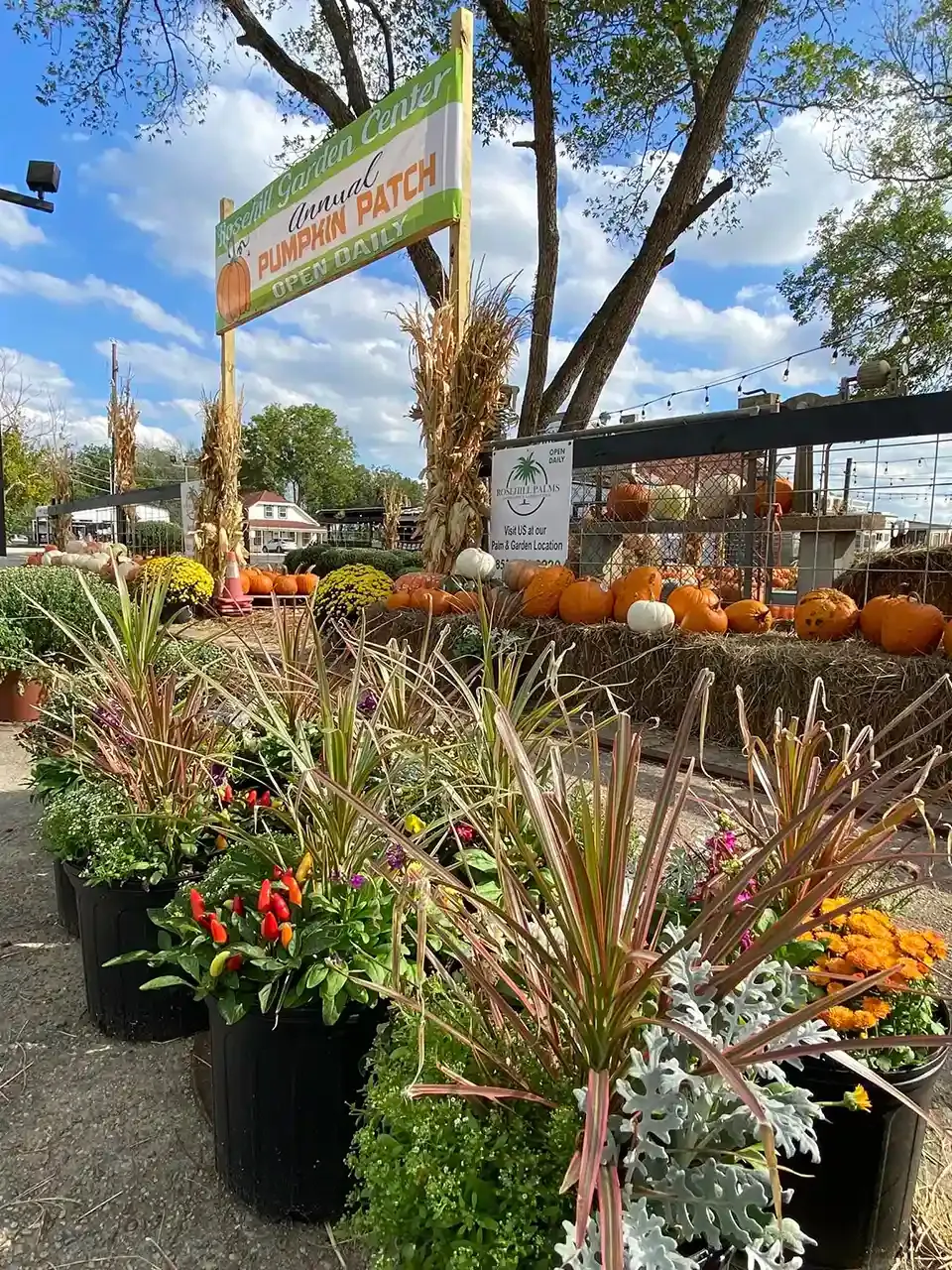 Outdoor pumpkin patch with pumpkins, potted flowers, and trees under a blue sky