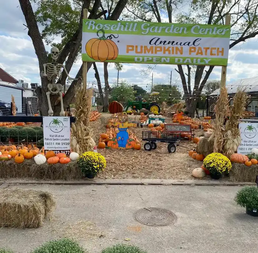 Autumn pumpkin patch display at a garden center, with hay bales, pumpkins, mums, and wagons under a banner.