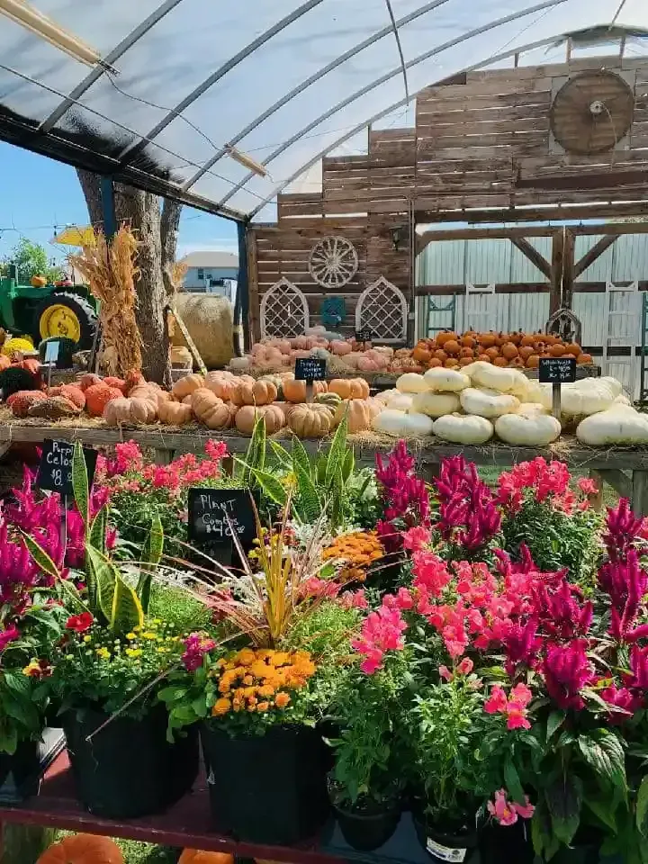 Colorful potted flowers in a greenhouse garden center with rustic wood decor and pumpkins.