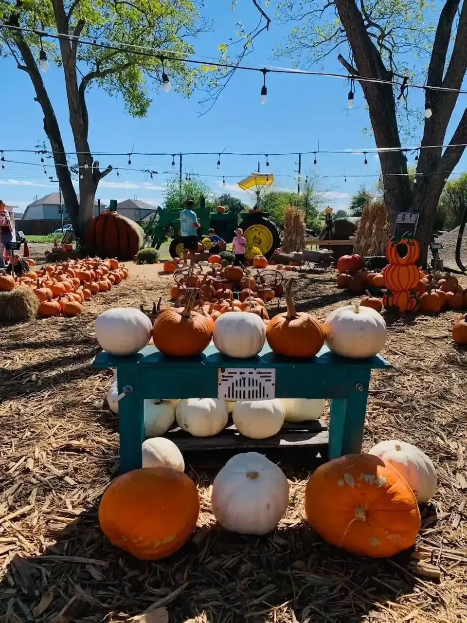 Pumpkins displayed on a teal table at an outdoor fall festival with trees and string lights