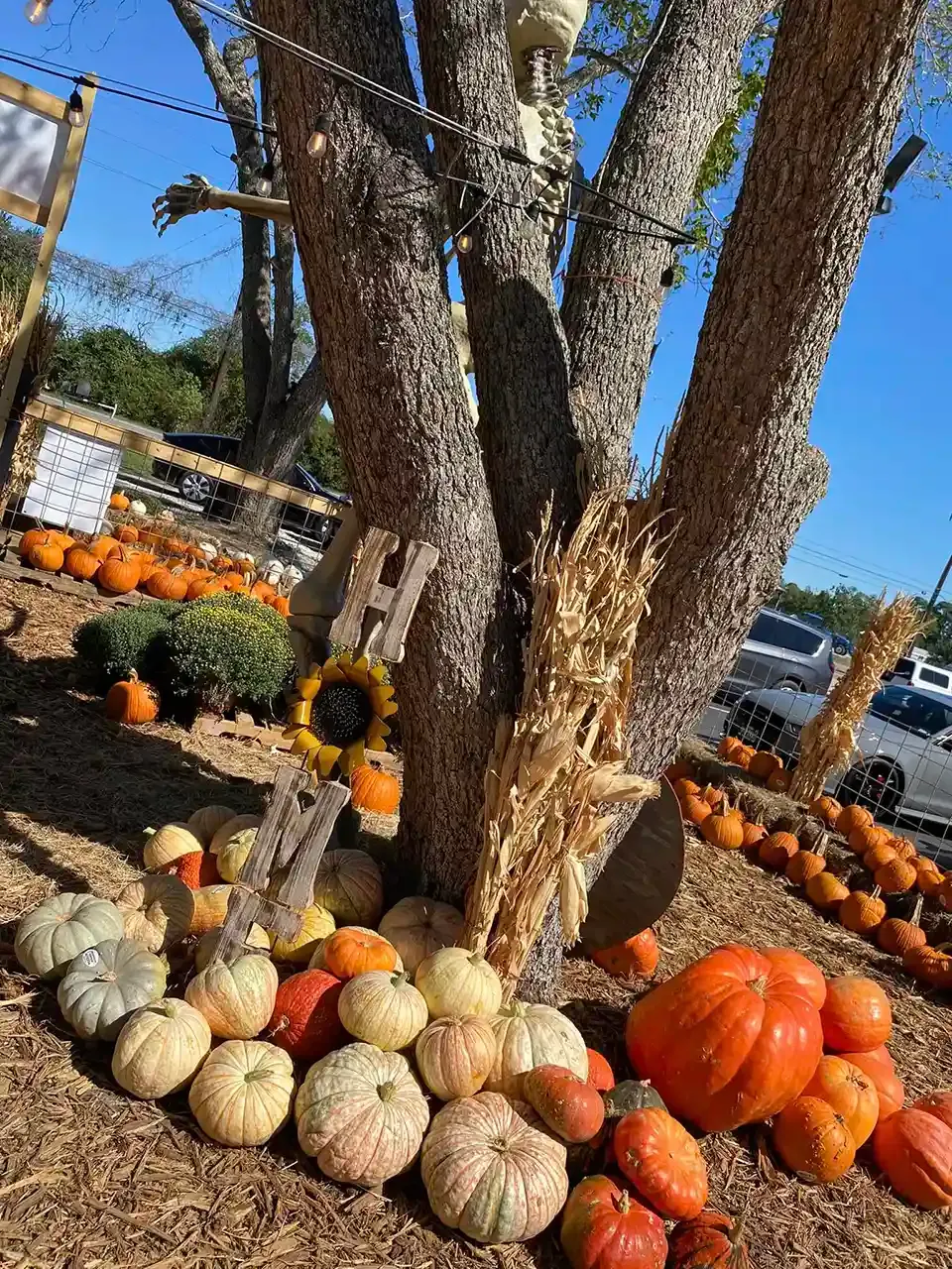 Pumpkins and gourds piled around a tree at a fall farm market under a clear blue sky