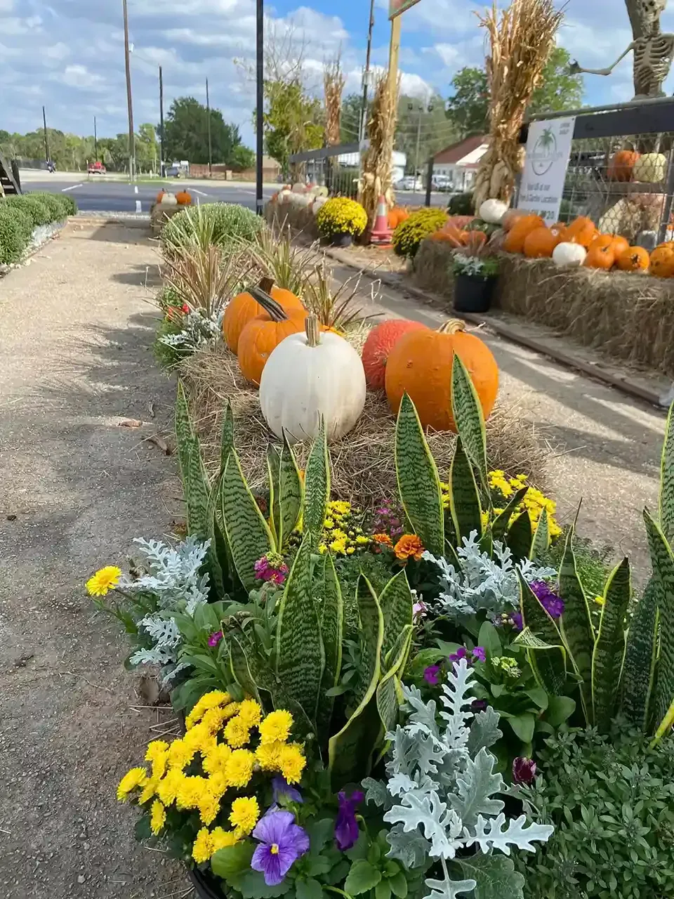 Fall garden display with pumpkins, flowers, and ornamental plants in a landscaped planter.